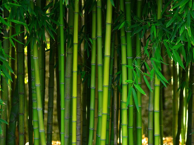 bamboo forest image | Canyon Floor Corporation